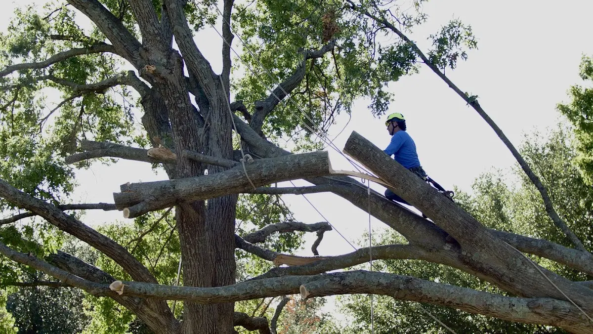 Professional Crown Thinning performed by certified arborists in Columbia