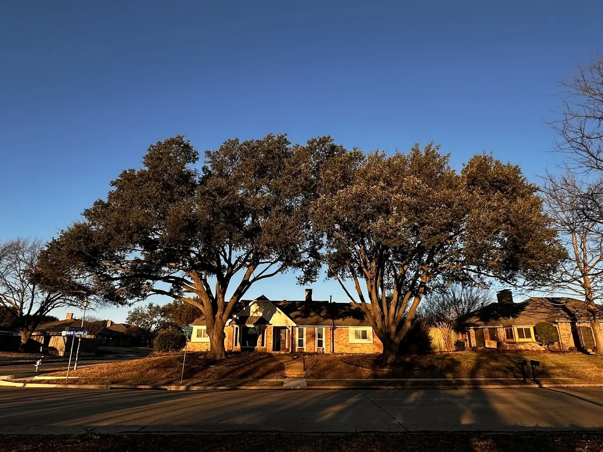 Established residential canopy tree shading a home in Columbia